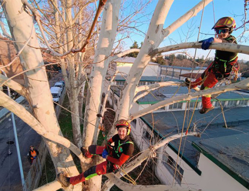 «Alberi urbani: come conoscerli e gestirli», il progetto di Cims e Tedioli Arboricultura a «Naturalmente Imola»